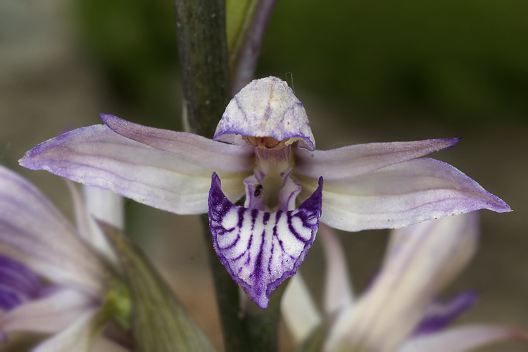 Orchidee del Chianti 2009